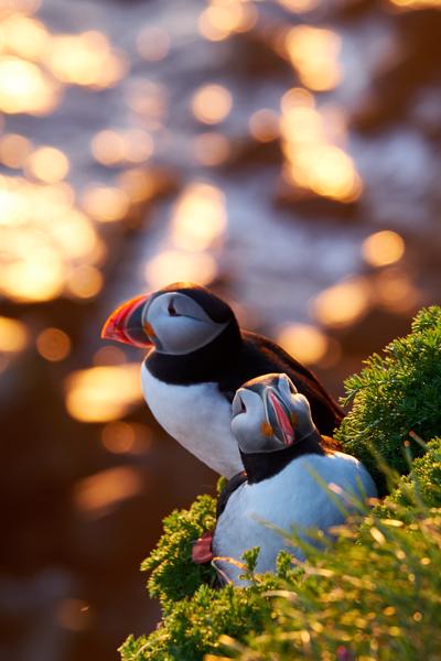 Iceland 2019