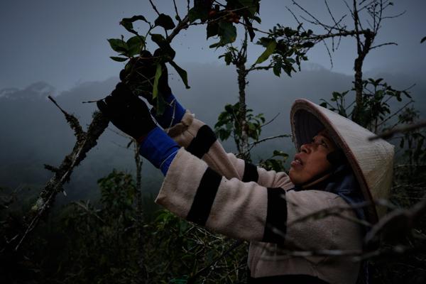 Vietnam Coffee 2025